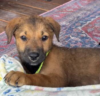 Aria -  Labrador Retriever Dog for Adoption in Rollingwood, Texas - Aria | PetCurious
