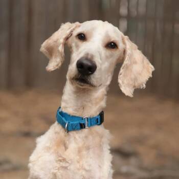 Horton -  Mixed Breed Dog for Adoption in Philadelphia, Pennsylvania - Horton | PetCurious