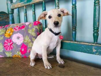 Frog -  Italian Greyhound and Chihuahua Dog for Adoption in San Antonio, Texas - Frog | PetCurious
