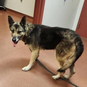 Mee-Maw -  German Shepherd Dog Dog for Adoption in Oakland, California - Mee-Maw | PetCurious