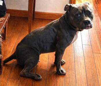 American Bulldog Dogs Available for Adoption in Charlottesville, Virginia - Tank Loves Kids, Cats And Dogs Speak To His Foster! Low Rider Al | PetCurious