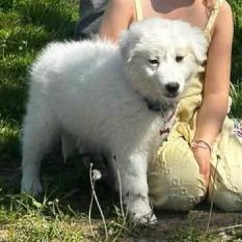 Great Pyrenees Dogs Available for Adoption in Overland Park, Kansas - Daisy | PetCurious