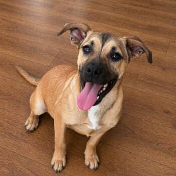 English Bulldog and Terrier Dogs Available for Adoption in Quakertown, Pennsylvania - Lauren | PetCurious