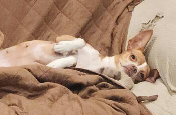 Rescue Chihuahua and Terrier Dogs for Adoption in Seal Beach, California - Lily | PetCurious