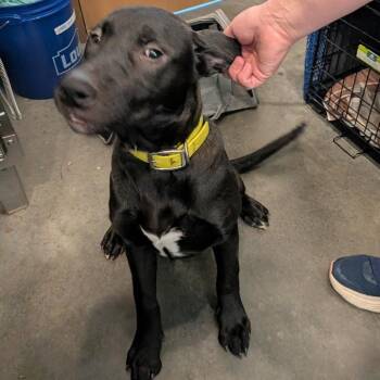 Mavis -  Pit Bull Terrier and German Shepherd Dog Dog for Adoption in Idaho Falls, Idaho - Mavis | PetCurious