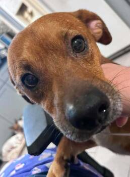 Bobby Bones -  Dachshund and Chihuahua Dog for Adoption in Saugus, Massachusetts - Bobby Bones | PetCurious