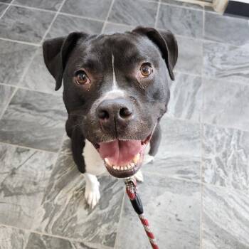 Terrier Dogs Available for Adoption in Clearwater, Florida - Maverick | PetCurious
