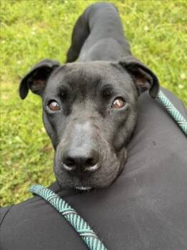 VALLEY -  Pit Bull Terrier and Mixed Breed Dog for Adoption in Derwood, Maryland - VALLEY | PetCurious