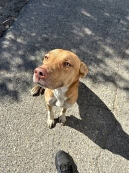 Rescue Vizsla and Mixed Breed Dogs for Adoption in Fresno, California - Fizzy | PetCurious