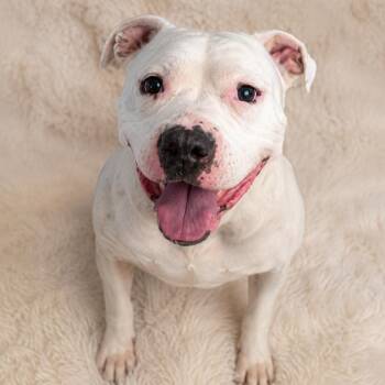 GramPaw -  English Bulldog Dog for Adoption in East St. Louis, Illinois - GramPaw | PetCurious
