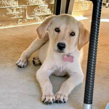 Honey -  Mixed Breed Dog for Adoption in Little Rock, Arkansas - Honey | PetCurious