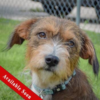 Aloe -  Welsh Terrier and Wirehaired Terrier Dog for Adoption in Huntley, Illinois - Aloe | PetCurious