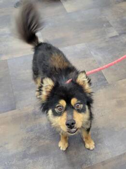 Oscar -  Pomsky Dog for Adoption in Lisbon, Ohio - Oscar | PetCurious
