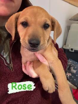 Mixed Breed Dogs Available for Adoption in Iron River, Michigan - Rose | PetCurious