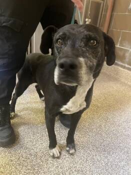 SHIRLEY -  Labrador Retriever and Mixed Breed Dog Available for Adoption in Blythe, California - SHIRLEY | PetCurious
