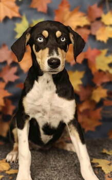 Rescue Catahoula Leopard Dog and Hound Dogs for Adoption in West Palm Beach, Florida - Laken * | PetCurious