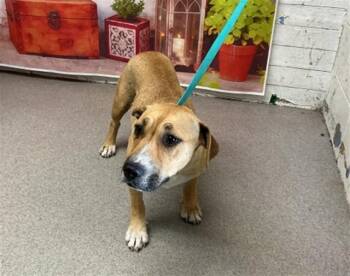 Pit Bull Terrier Dogs Available for Adoption in San Bernardino, California - HILDA | PetCurious