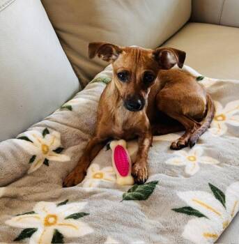 Saphi -  Chihuahua and Dachshund Dog for Adoption in Henderson, Nevada - Saphi | PetCurious