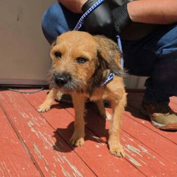 NORI -  Terrier Dog for Adoption in Waterford, New Jersey - NORI | PetCurious