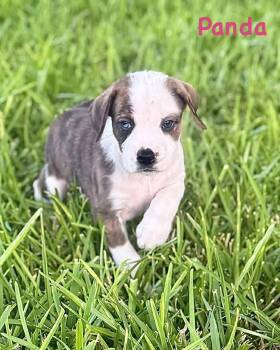 Bear Litter - Panda -  Boxer Dog for Adoption in Monticello, New York - Bear Litter - Panda | PetCurious