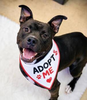 Farley -  Mixed Breed Dog for Adoption in Hamilton, Ohio - Farley | PetCurious