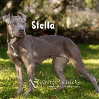 Stella -  Mixed Breed Dog for Adoption in Savannah, Georgia - Stella | PetCurious