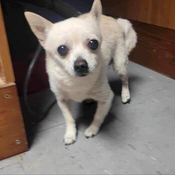 Colt (foster) -  Chihuahua Dog for Adoption in Belleville, Illinois - Colt (foster) | PetCurious
