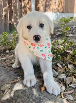 Great Pyrenees Dogs Available for Adoption in Los Angeles, California - Fuji | PetCurious