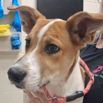 Motts -  Mixed Breed Dog for Adoption in Murray, Utah - Motts | PetCurious