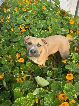 Rescue Mixed Breed Dogs for Adoption in Wilsall, Montana - Hades | PetCurious