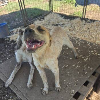 Mixed Breed Dogs Available for Adoption in Waggaman, Louisiana - Huck | PetCurious