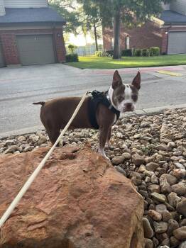 Emmi -  Boston Terrier Dog for Adoption in Frisco, Texas - Emmi | PetCurious