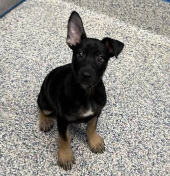 Hurricane -  Shepherd Dog for Adoption in Golden, Colorado - Hurricane | PetCurious