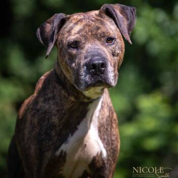 Rescue Pit Bull Terrier Dogs for Adoption in Henderson, Kentucky - Onyx | PetCurious