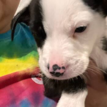 Rescue Mixed Breed Dogs for Adoption in Webster, Texas - Goose | PetCurious