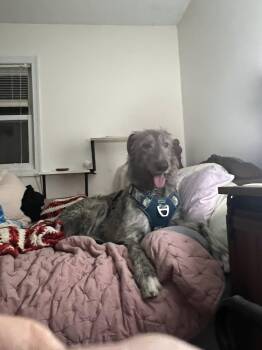 Irish Wolfhound Dogs Available for Adoption - Maynard | PetCurious