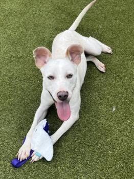 Sunnyside -  Pit Bull Terrier and Mixed Breed Dog for Adoption in Atlanta, Georgia - Sunnyside | PetCurious