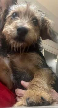 Rescue Yorkshire Terrier and Dachshund Dogs for Adoption in Shawnee, Oklahoma - Willow | PetCurious