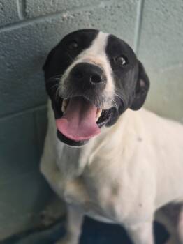 Rescue Pit Bull Terrier and Labrador Retriever Dogs for Adoption in Danielsville, Georgia - Ak | PetCurious