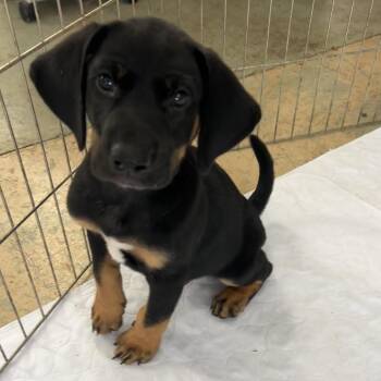 Johnny -  Shepherd and Mixed Breed Dog for Adoption in Phoenix, Maryland - Johnny | PetCurious