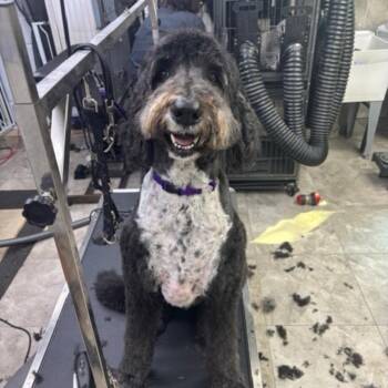 Bernedoodle Dogs Available for Adoption in Port St. Lucie, Florida - Quincy | PetCurious
