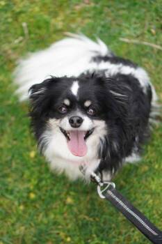 Papillon and English Toy Spaniel Dogs Available for Adoption - Oreo | PetCurious