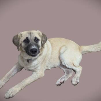 Anatolian Shepherd Dogs Available for Adoption - Sesame | PetCurious