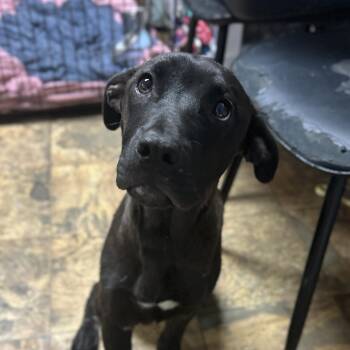 Chance -  Labrador Retriever Dog for Adoption in Columbia, South Carolina - Chance | PetCurious