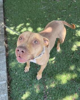 Vivien -  Pit Bull Terrier Dog for Adoption in Phoenix, Oregon - Vivien | PetCurious