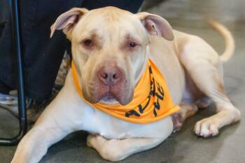 DRIVER -  Pit Bull Terrier Dog Available for Adoption in Hamilton Township, New Jersey - DRIVER | PetCurious