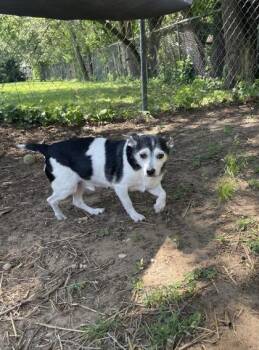 Penguin -  Mixed Breed Dog for Adoption in Mishawaka, Indiana - Penguin | PetCurious