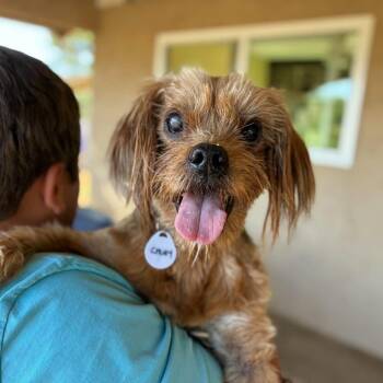 Chuey -  Poodle and Mixed Breed Dog for Adoption in Ramona, California - Chuey | PetCurious