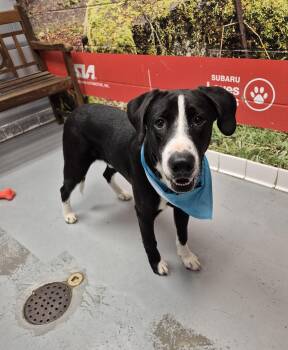 Rescue Treeing Walker Coonhound Dogs for Adoption in Lafayette, Indiana - Yang | PetCurious