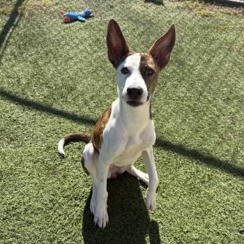 Rescue Mixed Breed Dogs for Adoption in Tulsa, Oklahoma - Dunkin | PetCurious